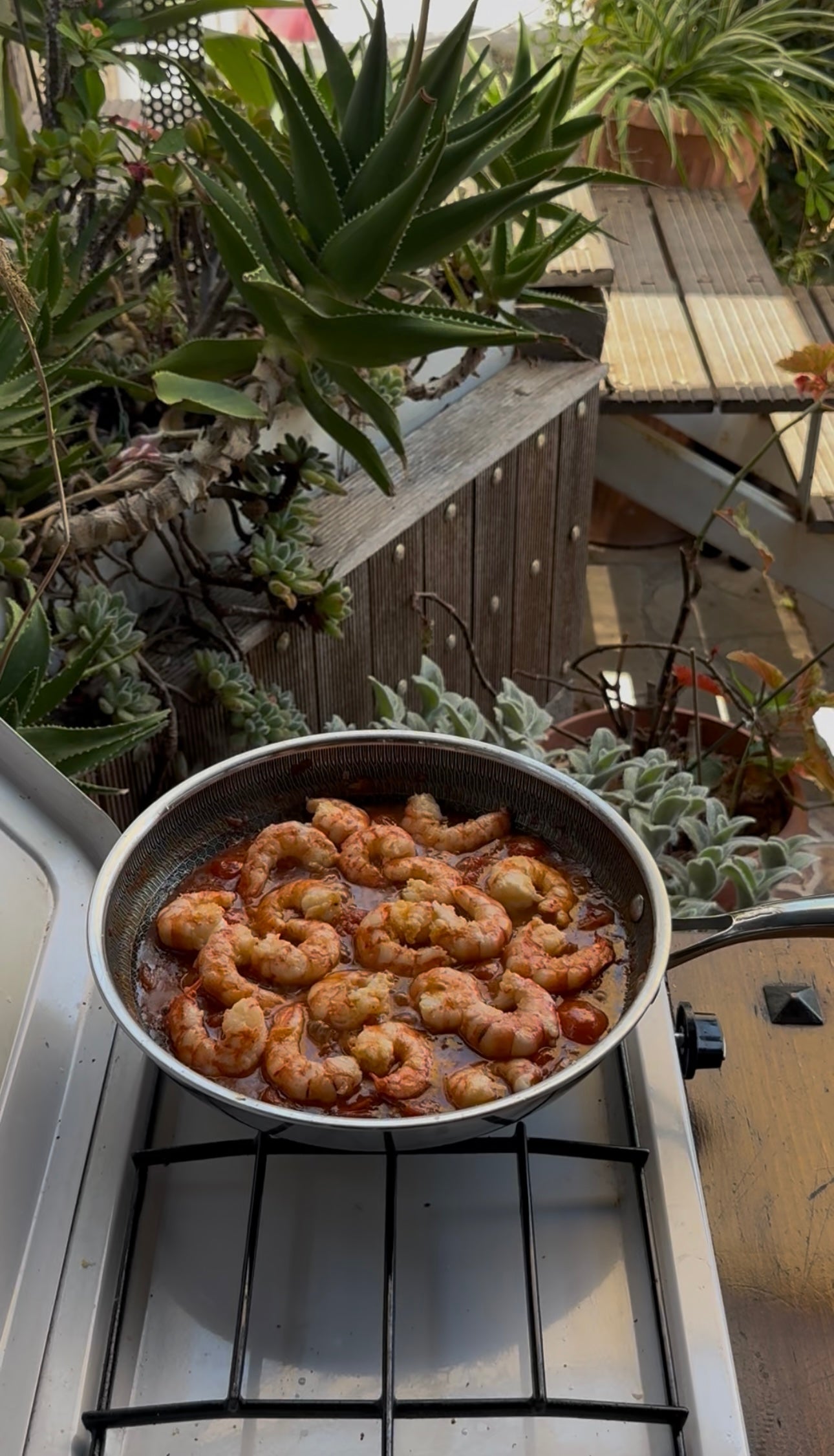 A frying pan filled with cooked shrimp in a red sauce sits on a stove, surrounded by lush green succulents and potted plants in an outdoor setting.