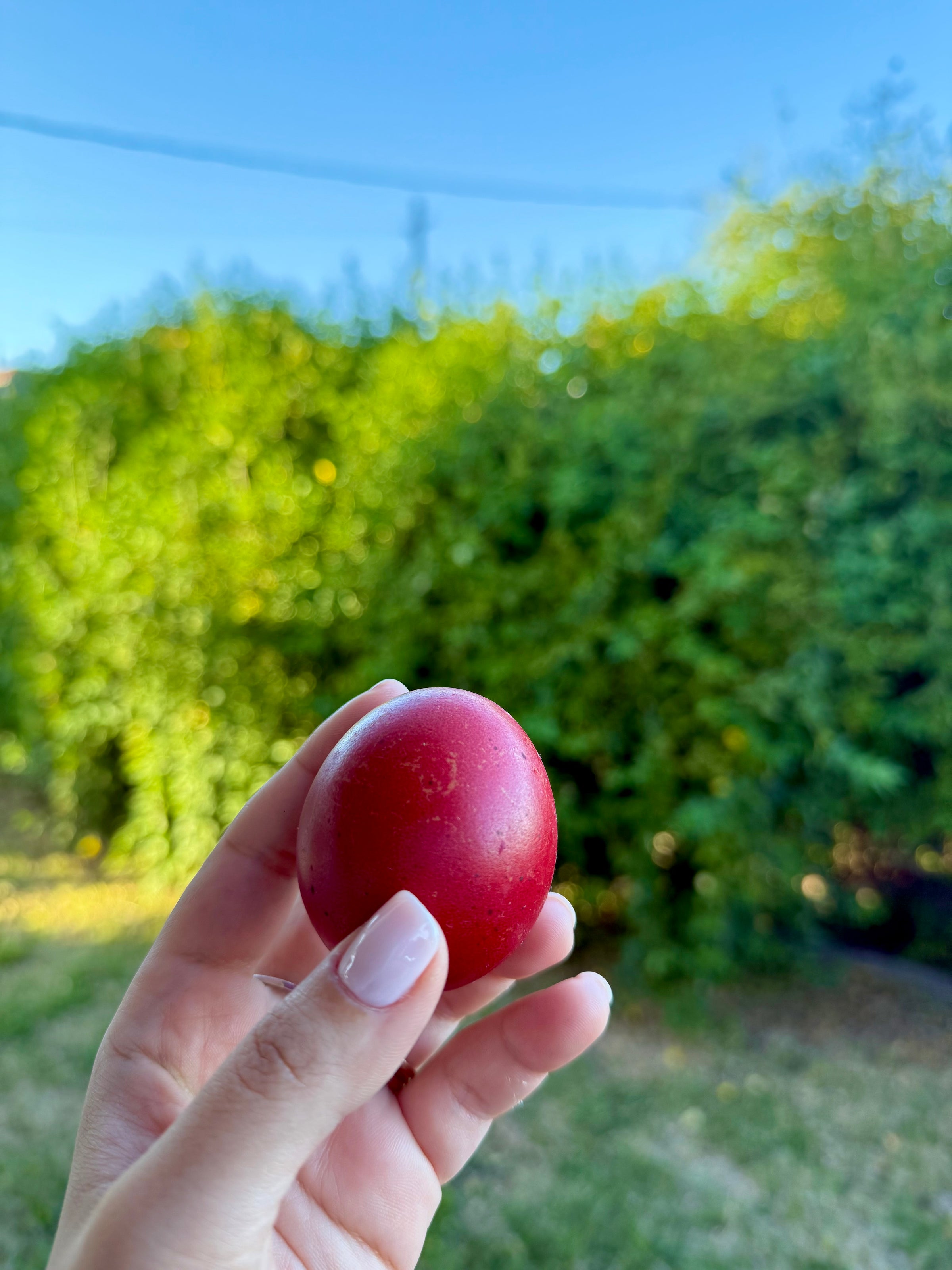 A hand with light pink nails holds a red egg outdoors, with green bushes and a clear blue sky in the background.