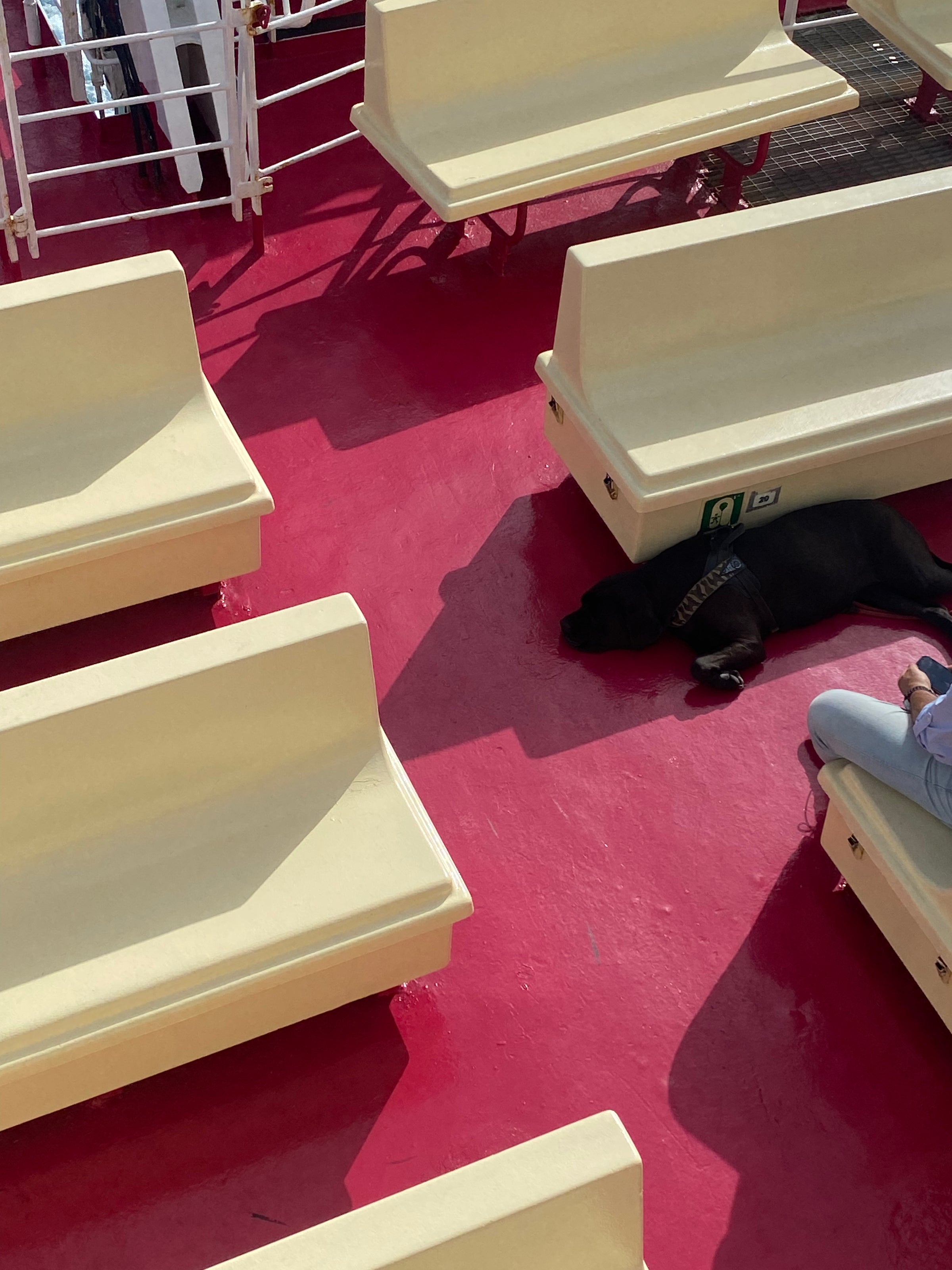 A black dog lies on a red floor between yellow benches on a ferry. Part of a person is sitting nearby, with white railings visible at the top of the image.