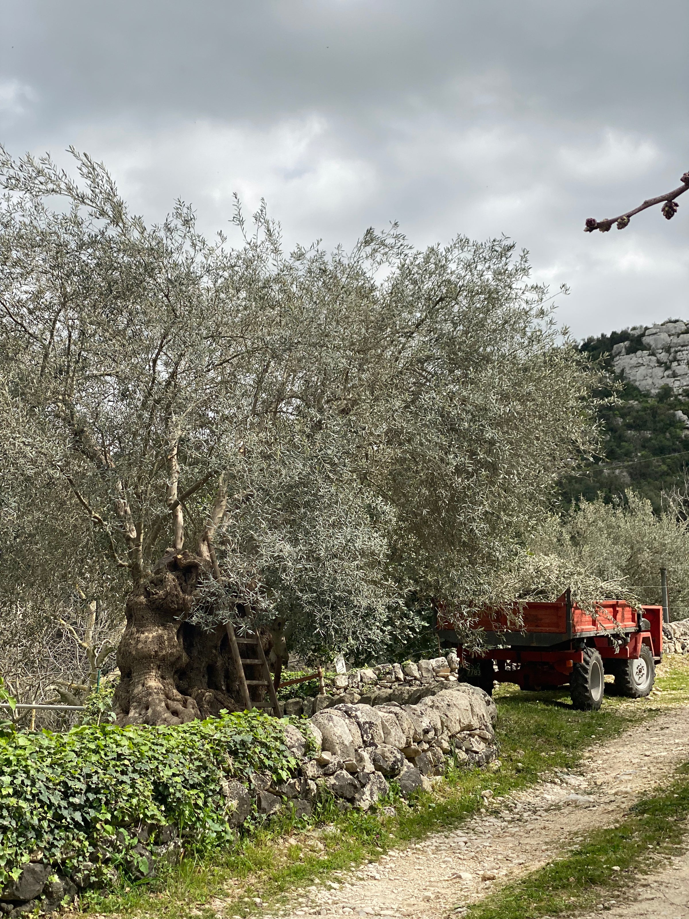 A red trailer is parked on a dirt path beside old olive trees and a stone wall, with green hills and cloudy sky in the background.