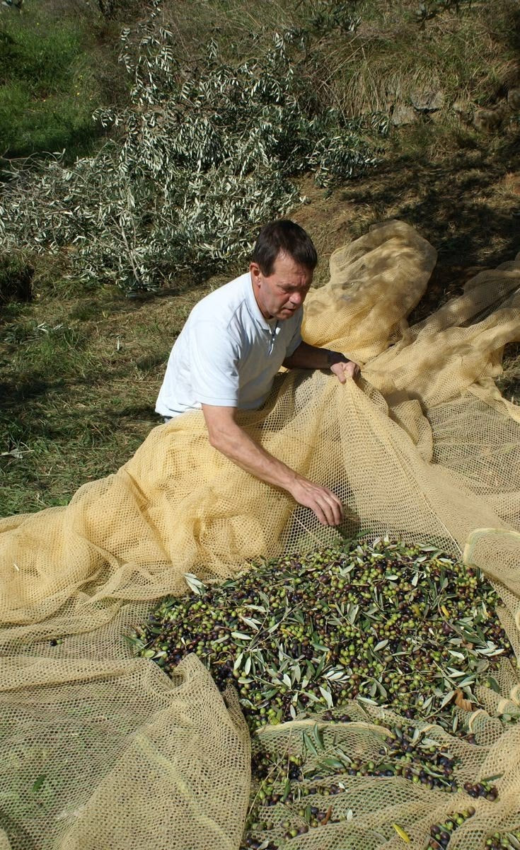 A man in a white shirt gathers olives from a large yellow net spread on the ground outdoors, surrounded by olive branches and trees.