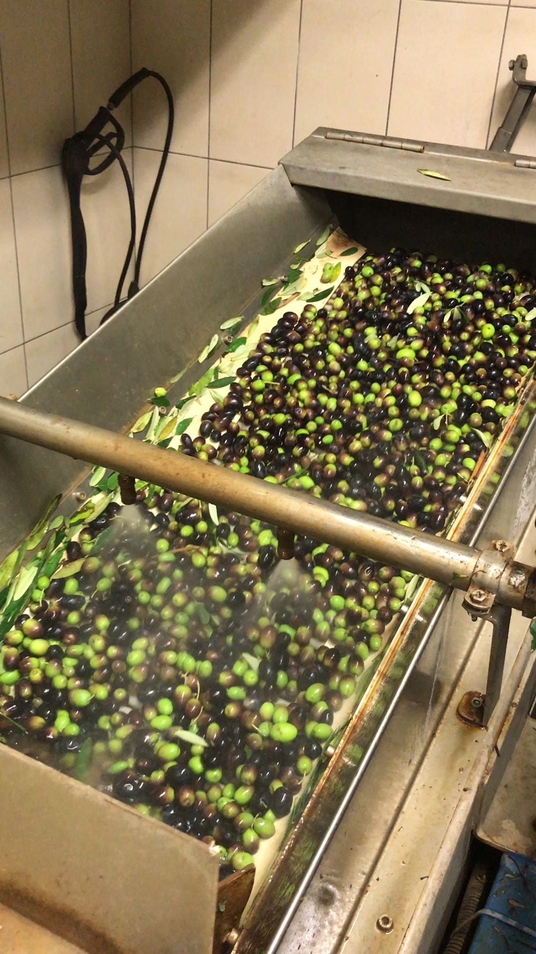 A metal tray filled with freshly harvested black and green olives being washed in a processing facility, with water streaming over the olives and some olive leaves mixed in.