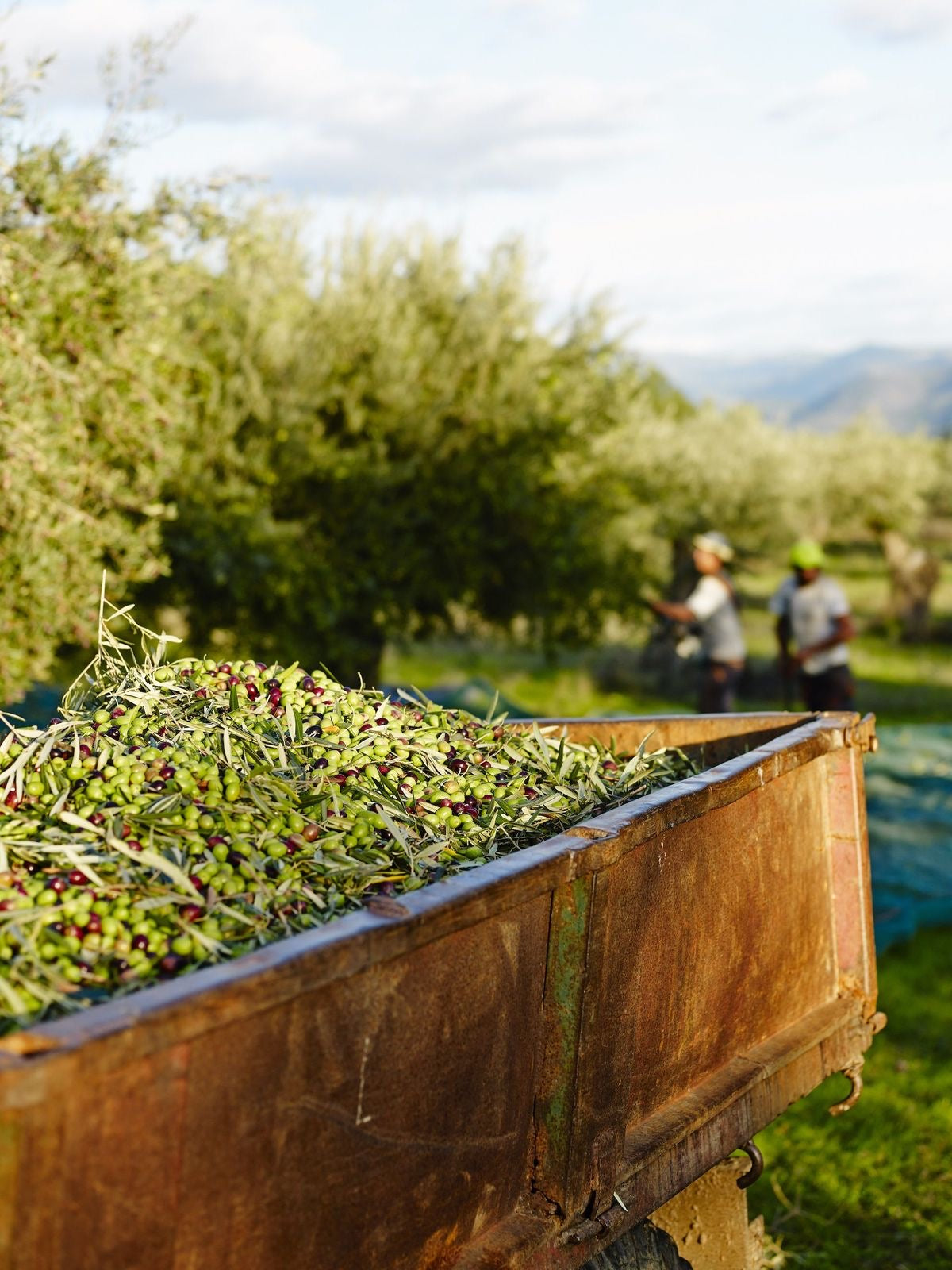 A rusty trailer filled with freshly picked olives sits in an olive grove, with two blurred workers harvesting olives from trees in the background. The scene is set outdoors under a partly cloudy sky.