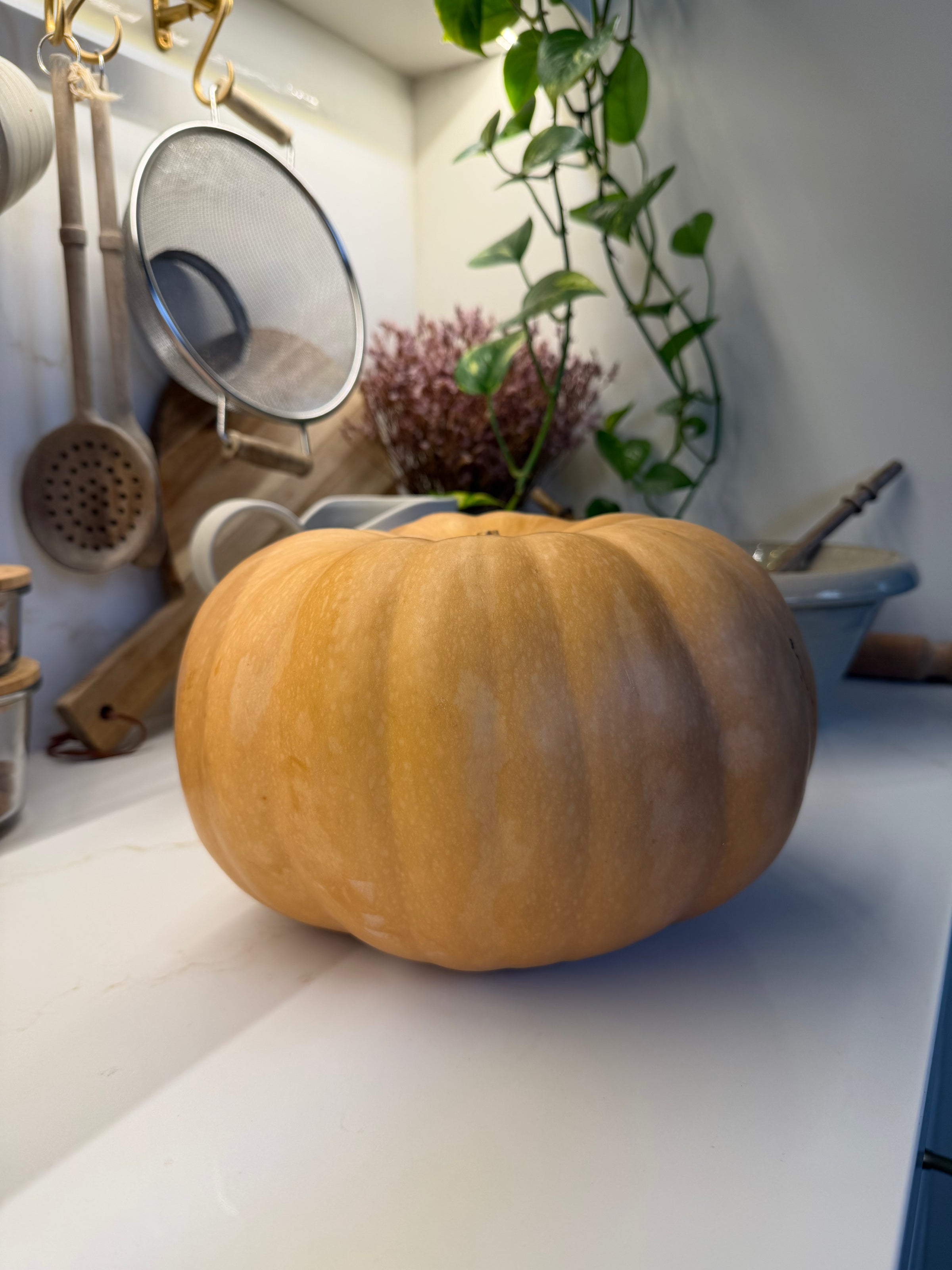 A large, round, pale orange pumpkin sits on a white kitchen counter in front of a hanging strainer, a wooden spoon, and a trailing plant.