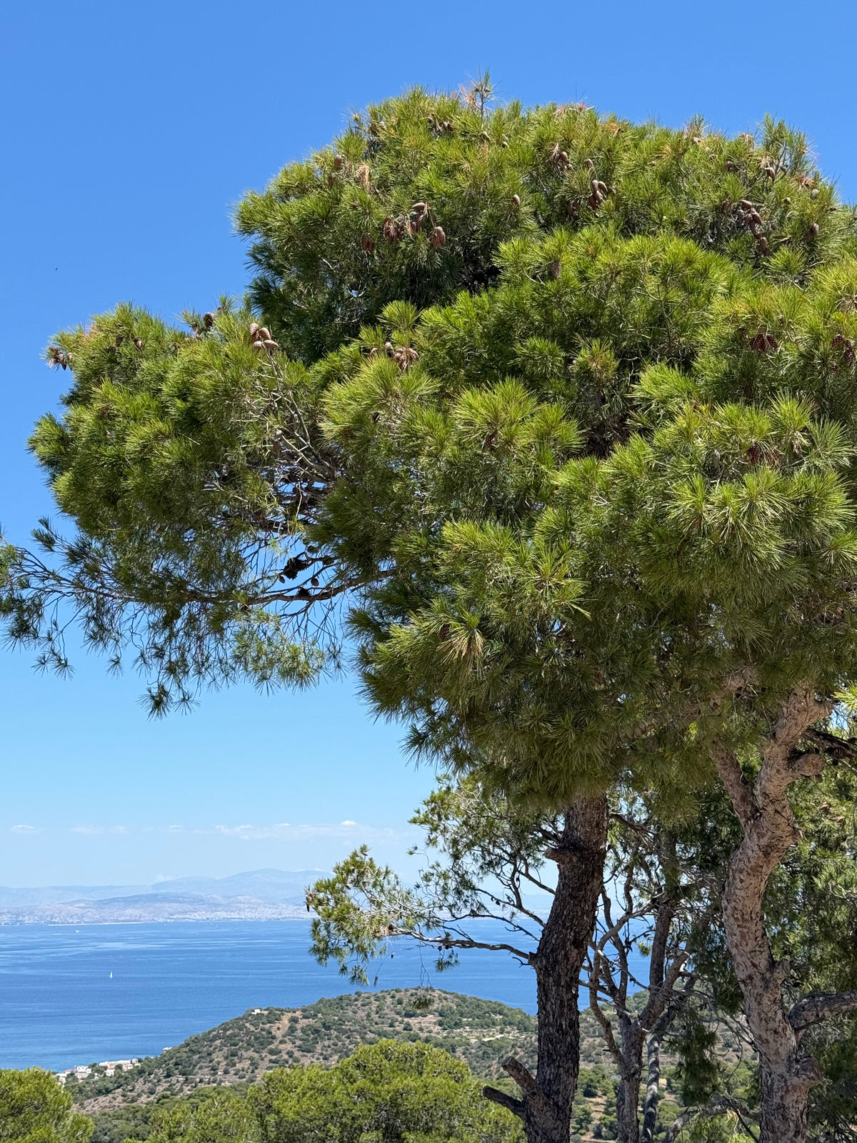 A large pine tree in the foreground overlooks a hilly landscape and a distant blue sea under a clear sky.