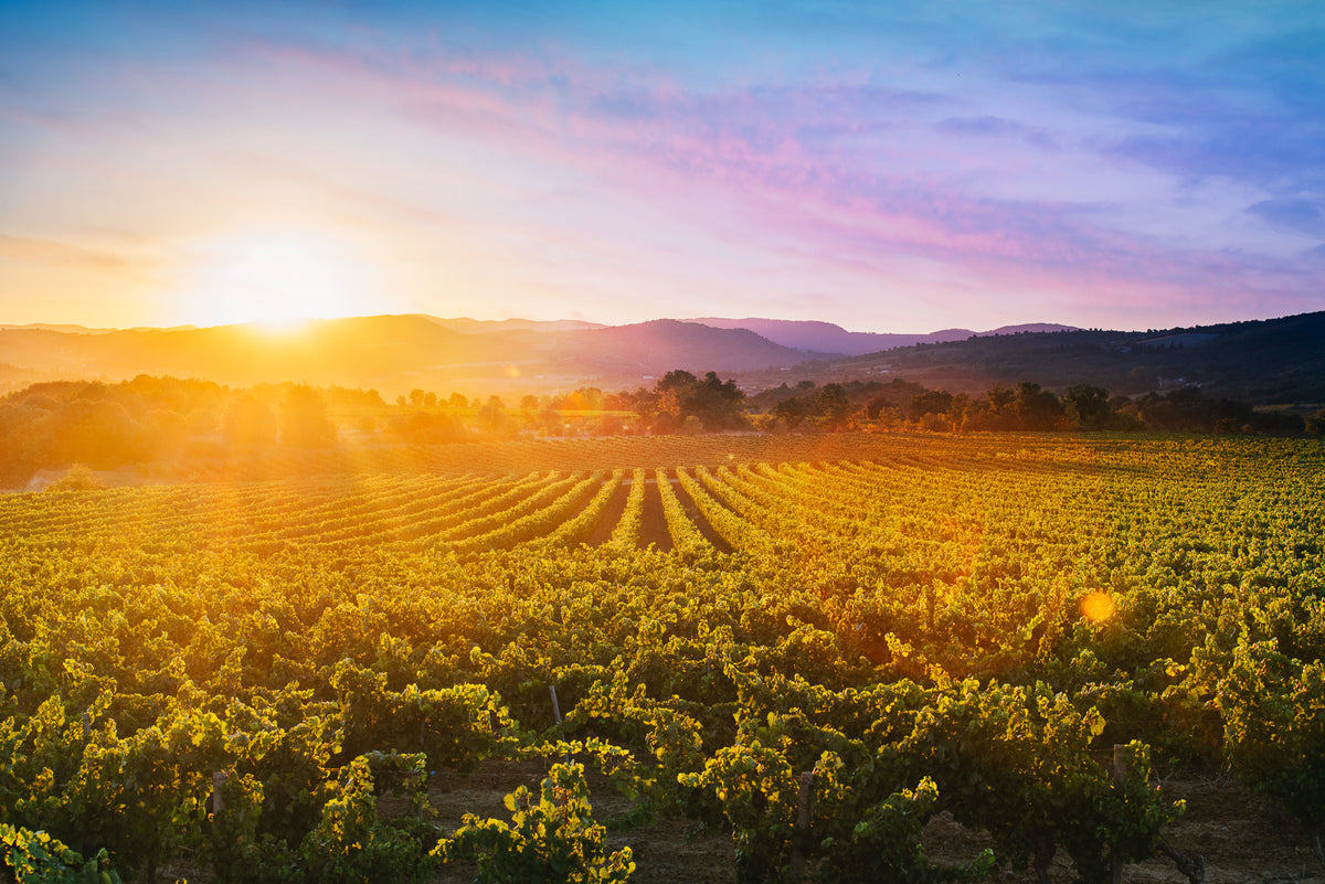Sunrise over a lush vineyard with rows of grapevines stretching into the distance, bathed in warm golden light, with hills and a colorful sky in the background.