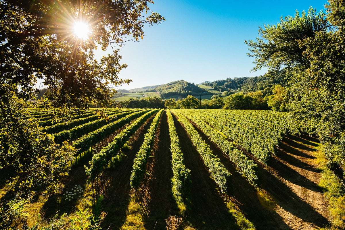 Sunlight shines over a vineyard with neat rows of grapevines, surrounded by green hills and trees under a clear blue sky.