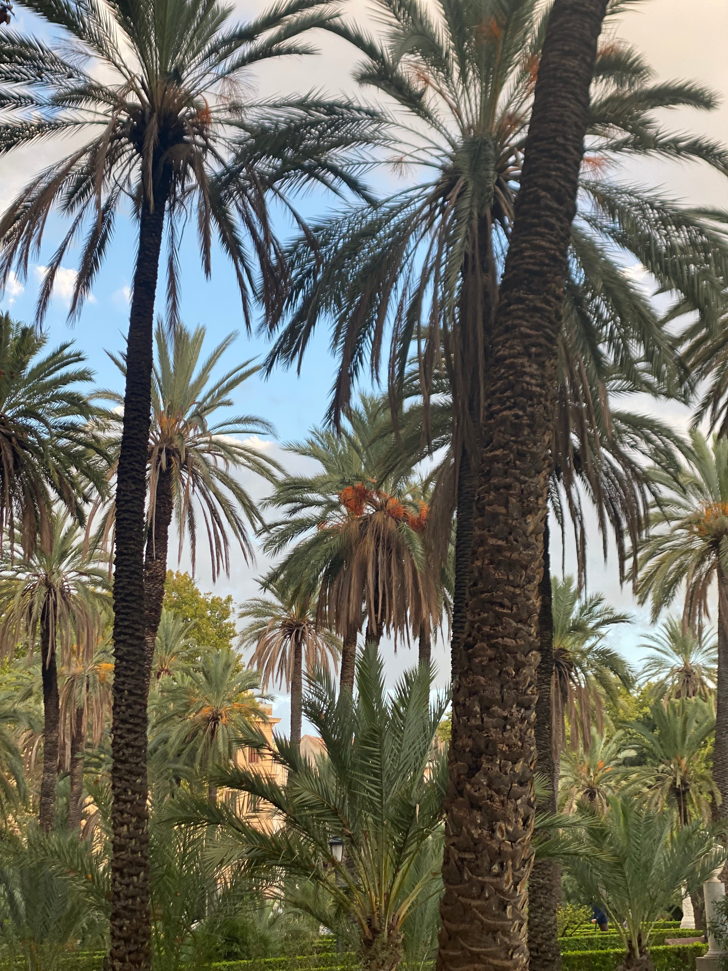 Tall palm trees with long, arching fronds stand closely together against a partly cloudy sky with patches of blue. The lush greenery creates a tropical, serene atmosphere.
