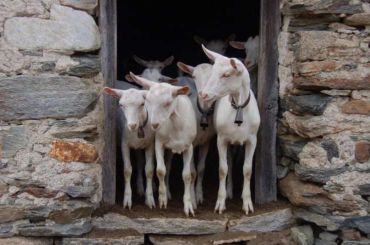 Four white goats stand closely together in the doorway of a rustic stone building, with a few more goats visible in the shadowy background behind them.