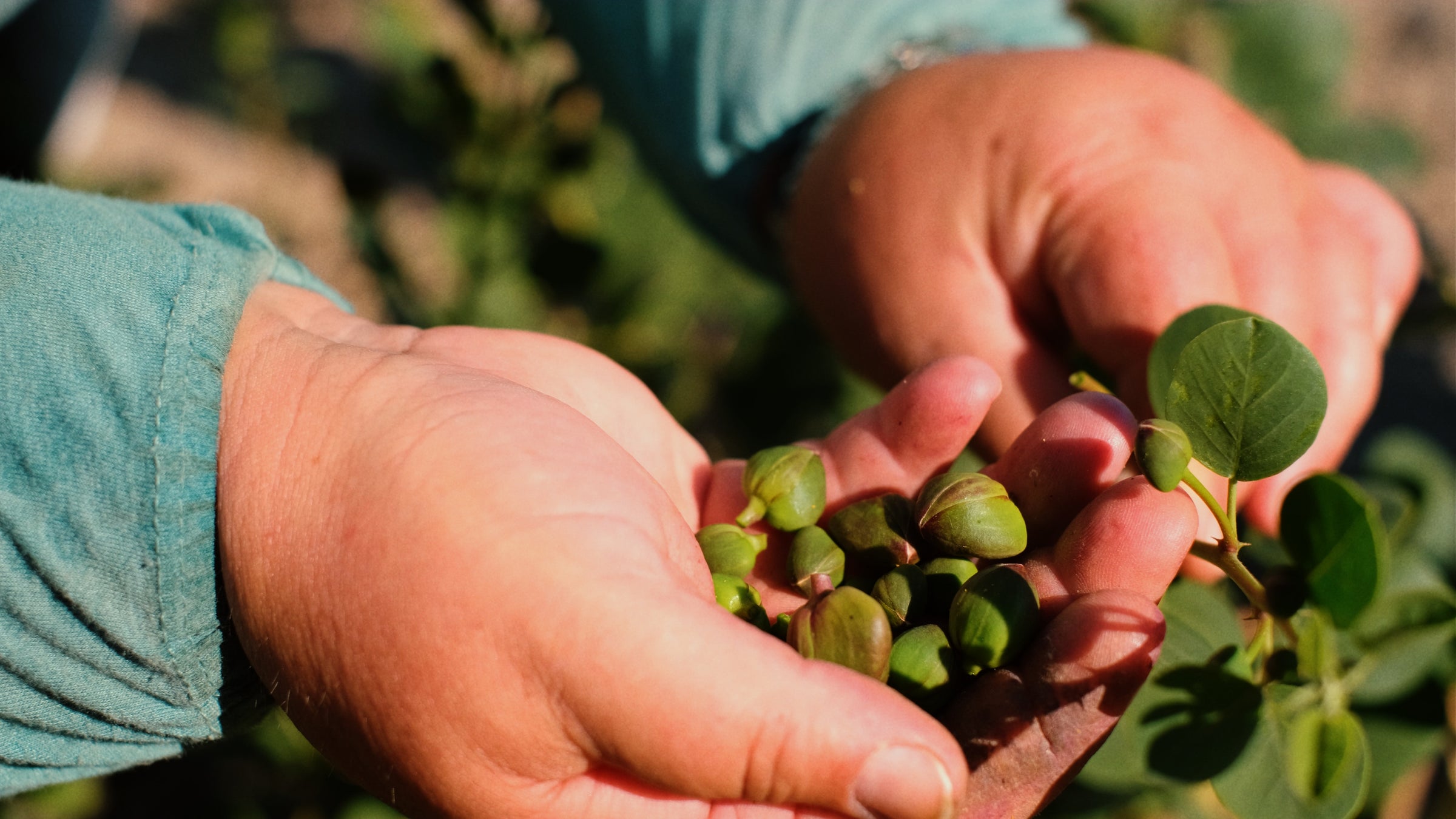 Hands holding small green pods and leaves, outdoors in natural light with a blurred green background.