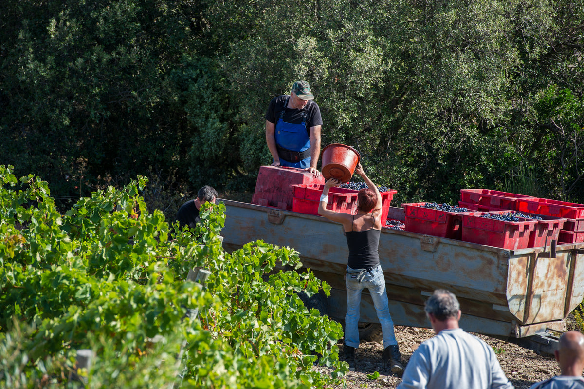 Workers harvest grapes in a vineyard, placing red crates onto a trailer. One person lifts a bucket while another stands on the trailer. Green vines and trees are in the background.