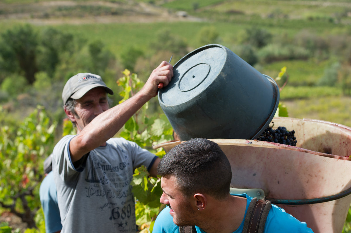 A man in a gray shirt pours black grapes from a large bucket into a container on another persons back in a vineyard, with green vines and hills in the background.