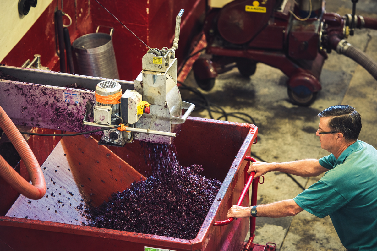 A man operates machinery processing crushed grapes, pouring them into a large red container inside a winery or industrial facility.