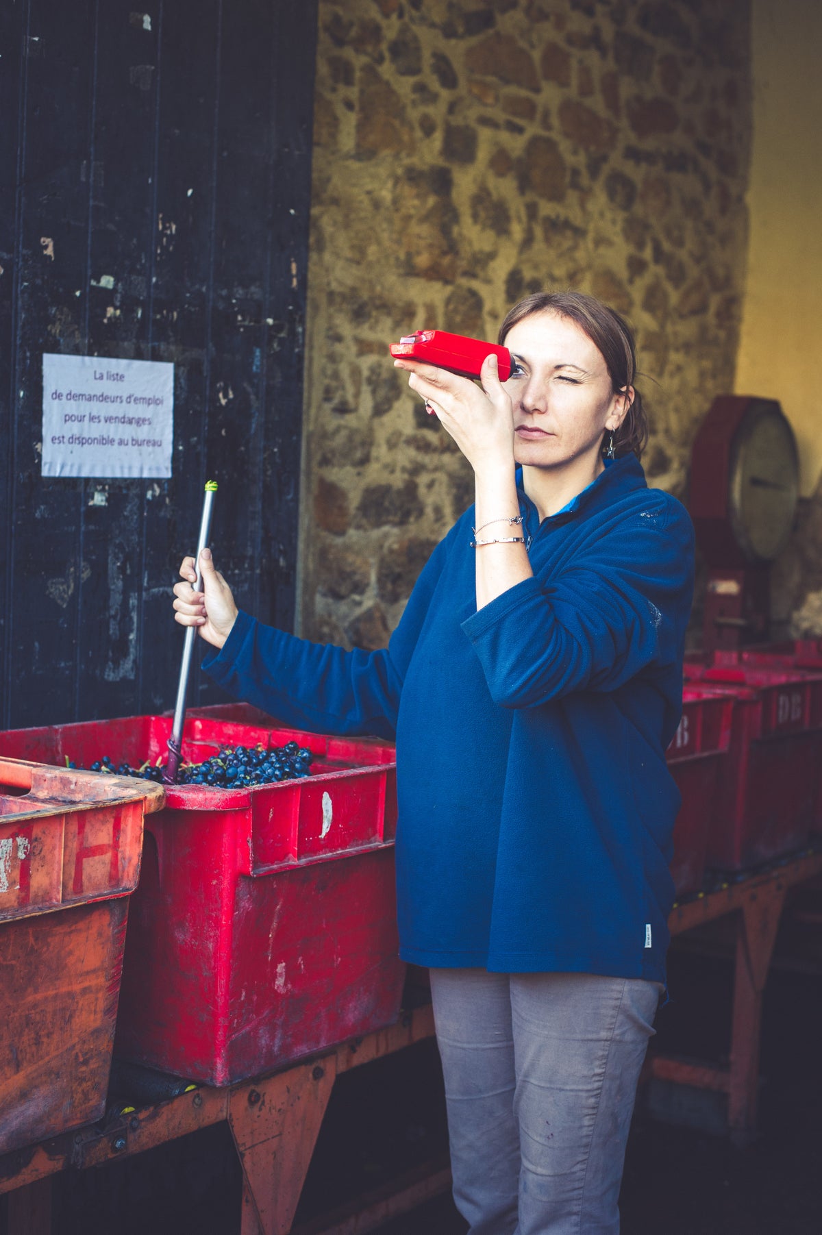 A person stands by red bins filled with grapes, looking through a refractometer. They wear a blue jacket and hold a tool in the bin. A stone wall and a sign in French are in the background.