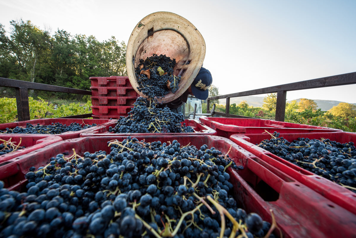 A worker empties a large container of freshly picked dark grapes into red crates on a trailer in a vineyard, with trees and hills visible in the background.