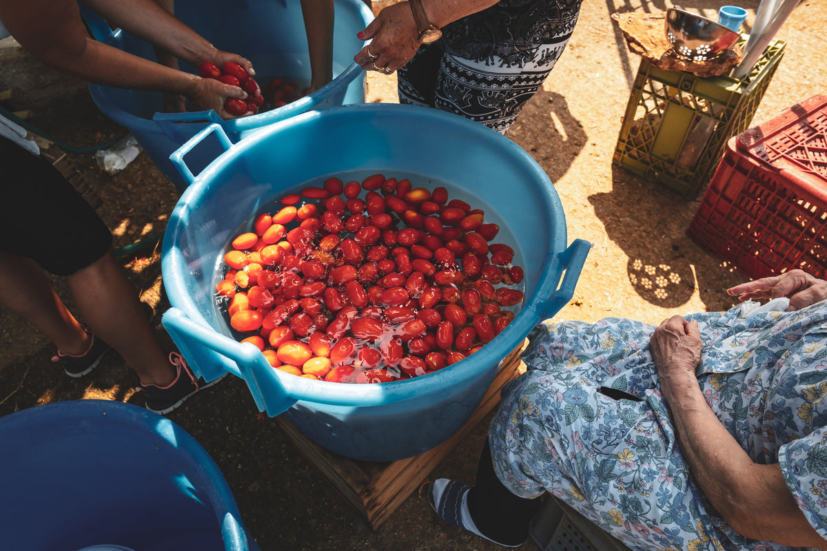 Large blue tub filled with red tomatoes submerged in water, surrounded by people washing or preparing the tomatoes outdoors, with sunlight casting shadows on the ground.