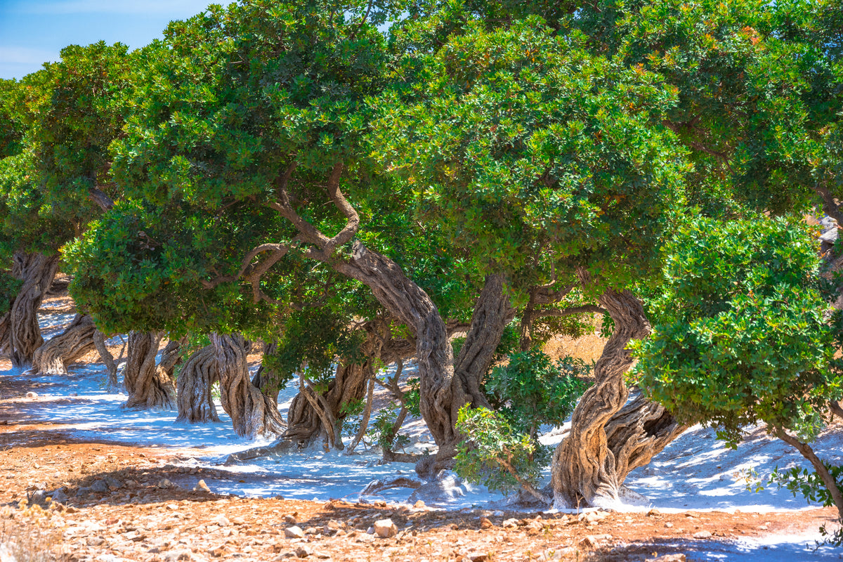 Several argan trees with twisted trunks grow above a patch of white material on the dry, rocky ground, under a bright blue sky.