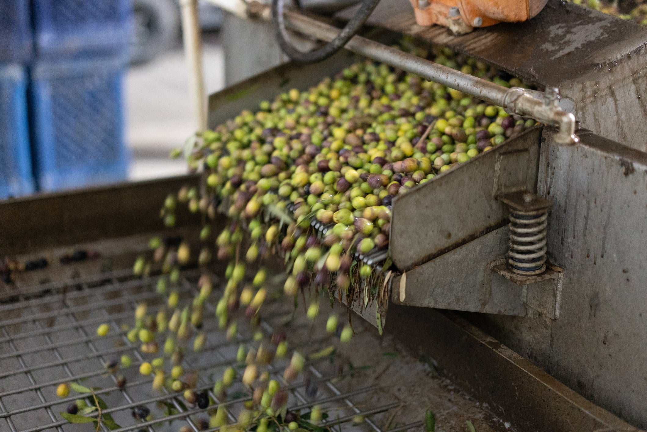 Freshly harvested olives tumble down a metal chute in a processing facility, passing through a grate as part of an industrial sorting or cleaning process.