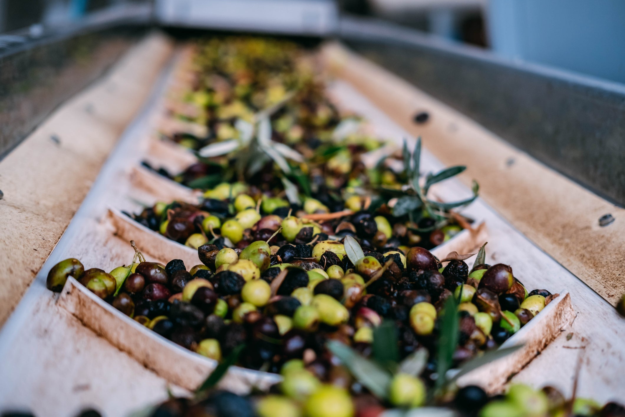 A close-up of green and black olives, along with olive branches and leaves, moving along a sorting or processing conveyor belt in an industrial setting.