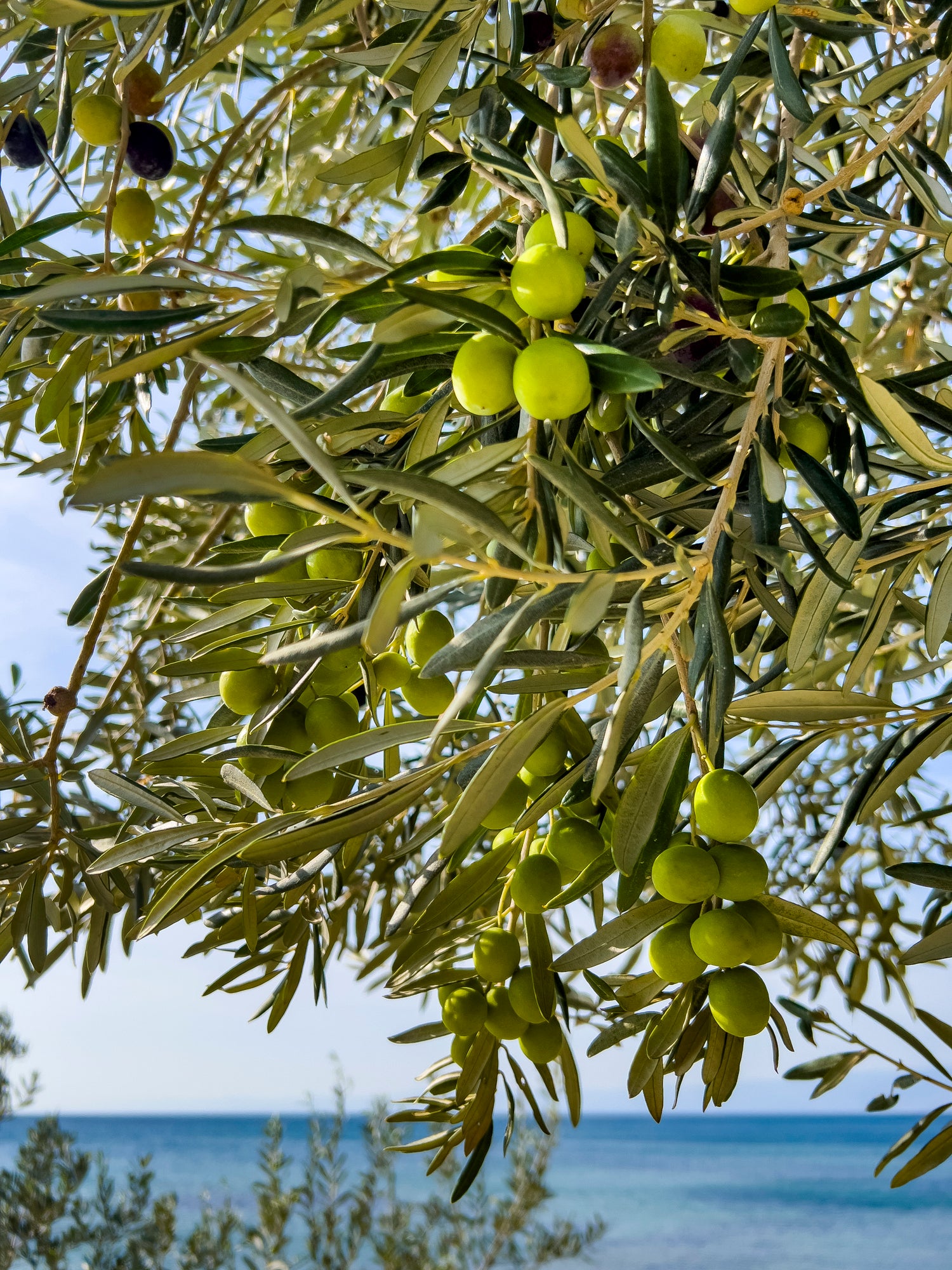 Green olives hanging on tree branches with slender leaves, set against a background of blue sky and blurred sea.