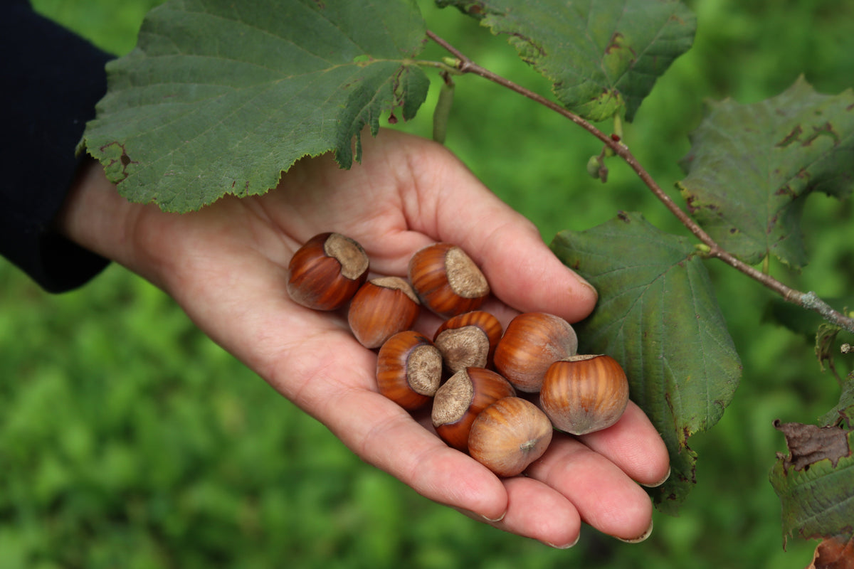 A hand holding several hazelnuts under a hazel tree branch with green leaves, against a blurred green background.
