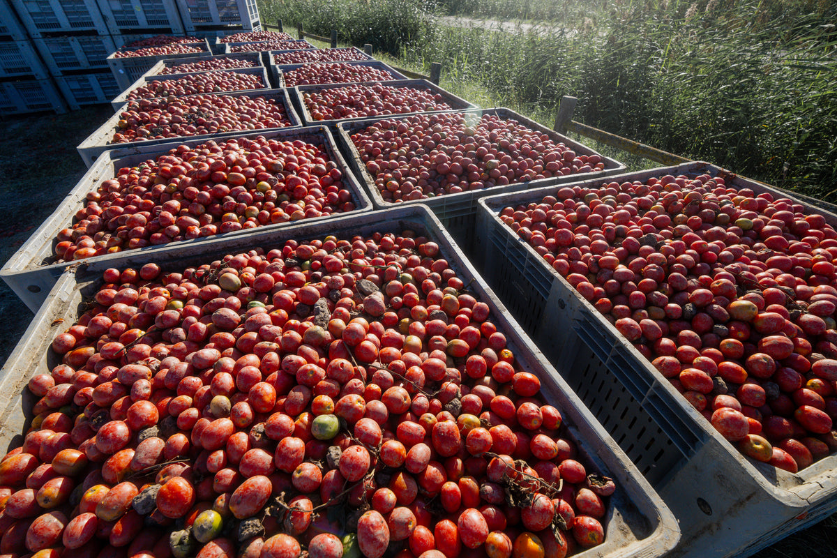 Large plastic bins filled with freshly harvested red tomatoes are lined up outdoors on a sunny day, with green crops and trees visible in the background.