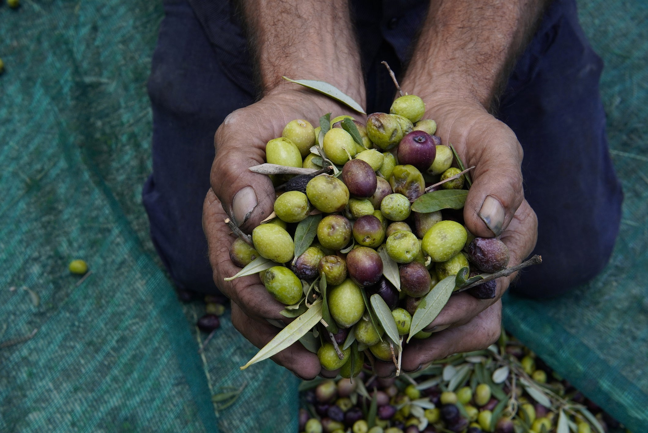 A person with dirty hands holds a large bunch of freshly picked green and purple olives over a green net, with more olives scattered below.