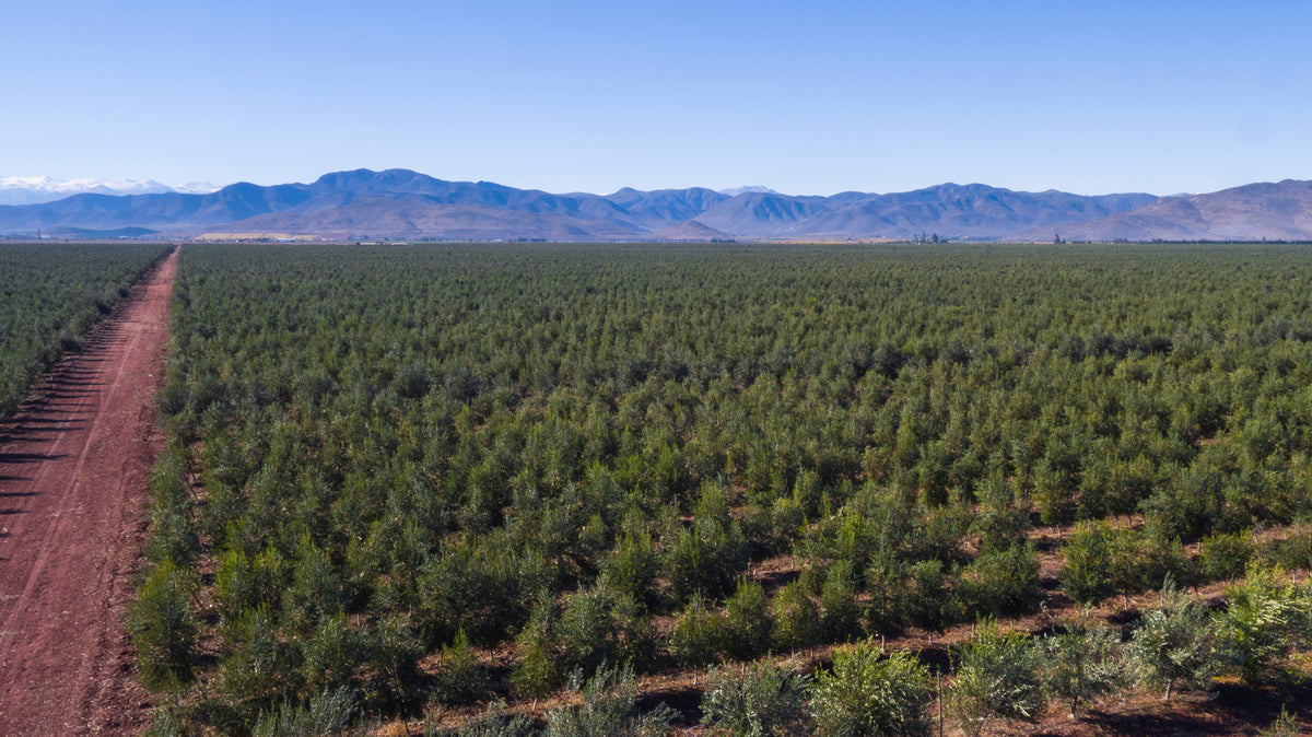 A vast, green orchard stretches toward distant mountains under a clear blue sky, with a straight dirt road dividing the rows of trees.