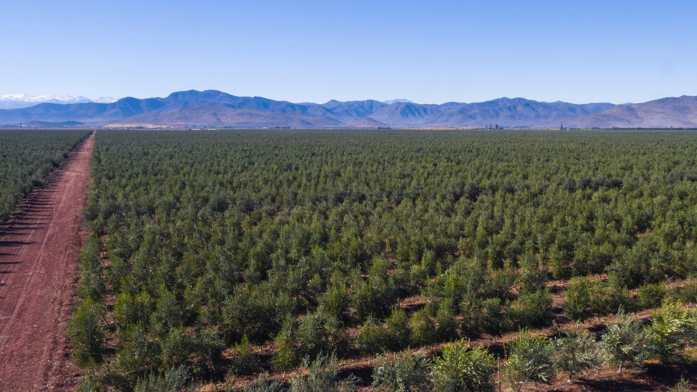 A vast green field with rows of small trees, a red dirt road on the left, and mountains in the background under a clear blue sky.
