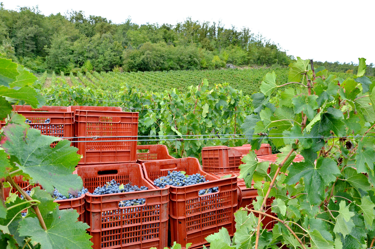Red crates filled with freshly harvested grapes sit among lush green grapevines in a vineyard, with dense trees in the background under a cloudy sky.