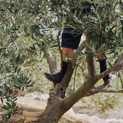 A person standing in the branches of an olive tree.